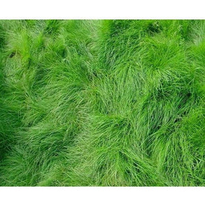 Creeping Red Fescue Grass Seed - 1 Lb. - Seed World