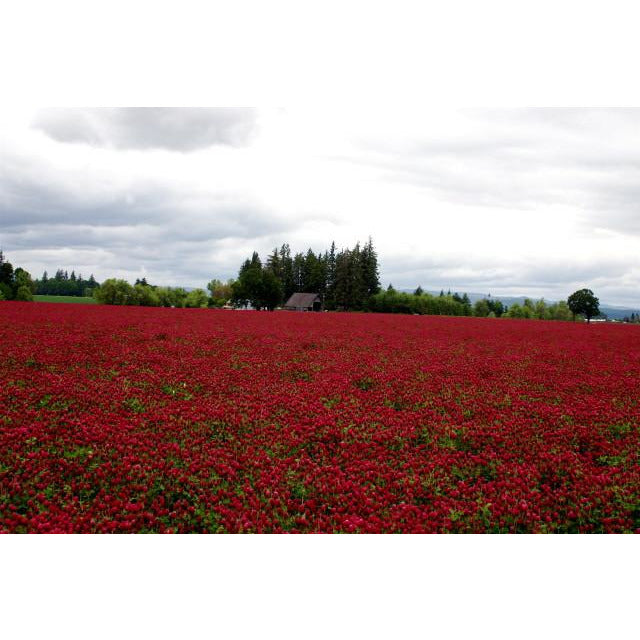 SeedRanch Crimson Clover Seed Coated - 5 lbs.