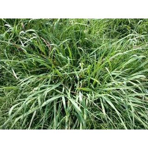 Dallis Grass Pasture Seed - Seed World