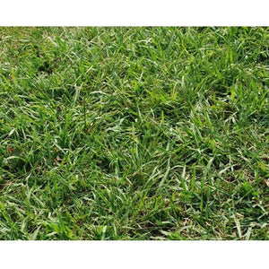 Dallis Grass Pasture Seed - Seed World