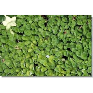 Dichondra Seed (Dichondra Repens) Ground Cover - 8 Oz. - Seed World