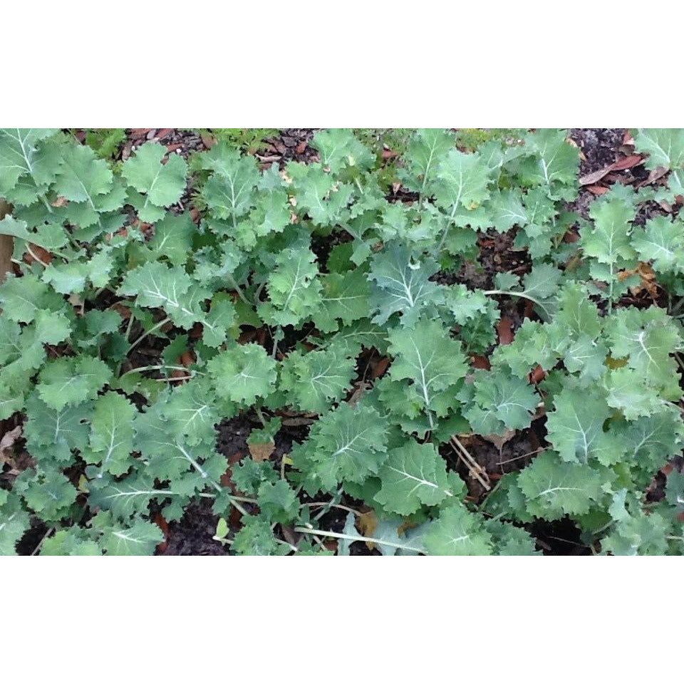 Dwarf Siberian Improved Kale Food Plot Seed - 1 Lb. - Seed World