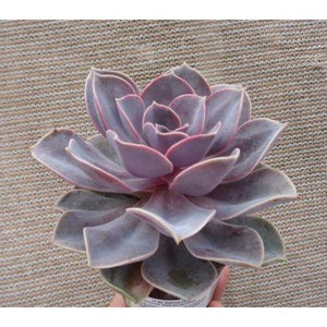 Assorted Succulent Plants - 4.5" - Seed World