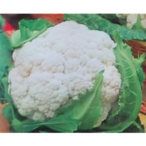 Early Snowball Cauliflower