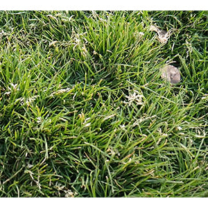 Sabre POA Trivialis Certified Treated Seeds - Seed World