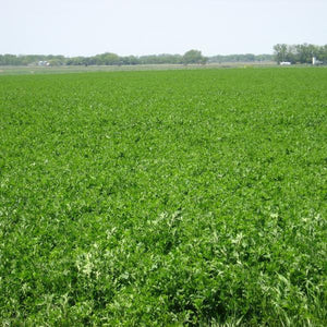 Arriba II Alfalfa Seed - Seed World