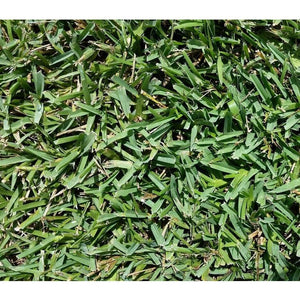 Floratam St Augustine Grass Plugs - 2 Trays - Seed World