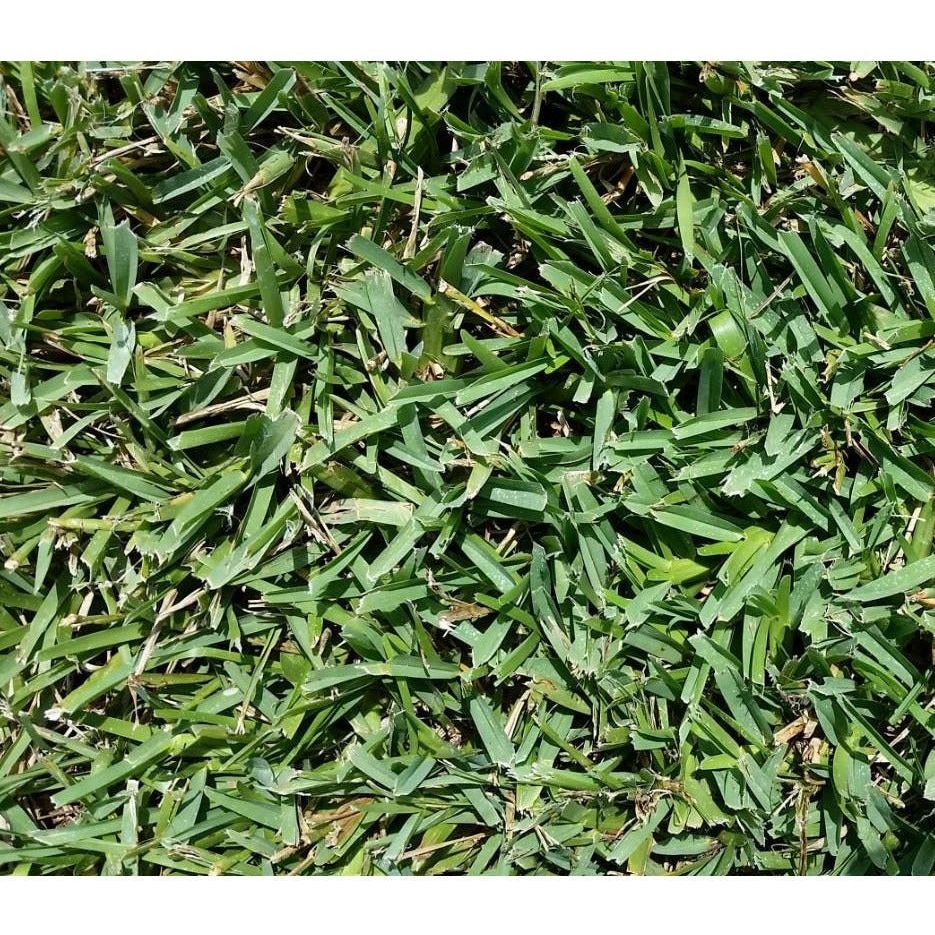 Floratam St Augustine Grass Plugs - 2 Trays - Seed World