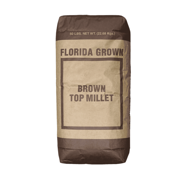 Browntop Millet Seeds | Seed Ranch