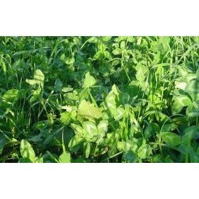 Gallant Red Clover Seed - 1 Lb. - Seed World