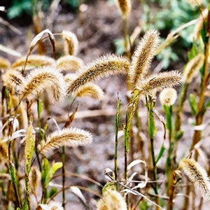 German Foxtail Millet Seed - 1 Lb. - Seed World