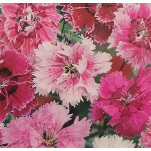 Pinks Dianthus Seed heirloom - 1 Packet - Seed World