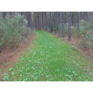 thumbnail image 2 of Imperial Whitetail No-Plow Food Plot Seed – 25 Lbs 2 of 6