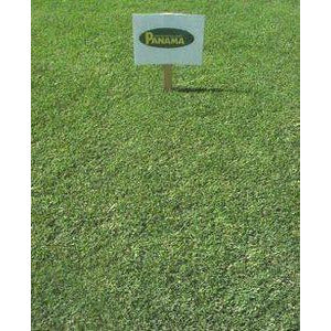 Panama Bermuda Grass Seed - 1 Lb. - Seed World