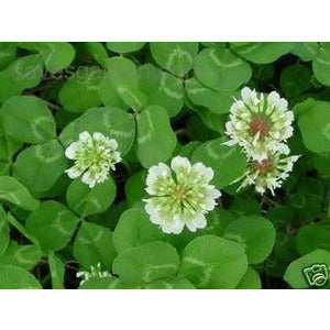 White Dutch Clover Seed: Nitro-Coated & Inoculated - 4 Oz. - Seed World