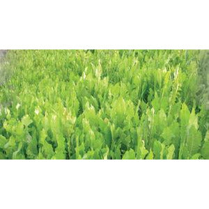Tecomate Chicory Food Plot Seed - 3 lbs. - Seed World