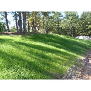 Sahara Bermuda Grass Seed (Certified) - 5 Lbs. - Seed World