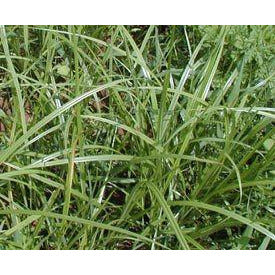 planting chufa seed Seed Ranch Chufa Seed Non-GMO All Natural