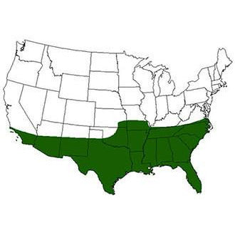 Princess 77 Bermuda Grass Seed - Seed World