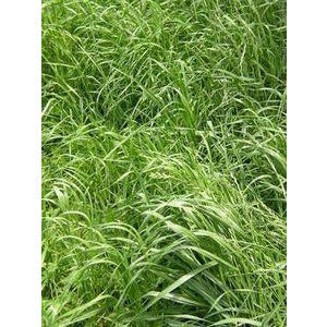 Wrens Abruzzi Winter Rye Grain Seed - 1 Lb. - Seed World