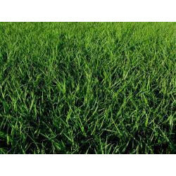 Tifquik Bahia Grass Seed (Certified) - 40 Lbs. - Seed World