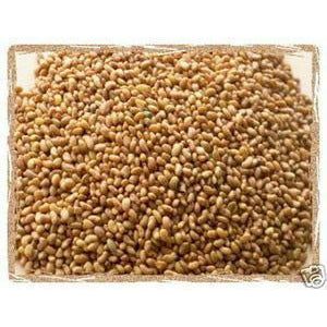 Alfalfa Seed For Food Plot - 1 Lb. - Seed World