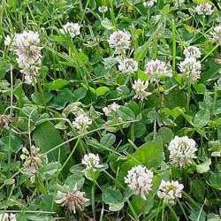 White Dutch Clover Seed: Nitro-Coated & Inoculated - 4 Oz. - Seed World