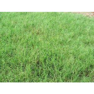 Giant Bermuda Grass Seed (Hulled) - 1 Lb. - Seed World