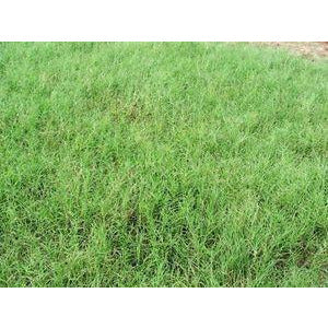 Giant Bermuda Grass