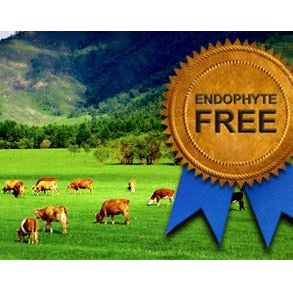 Kentucky 32 Endophyte Free Tall Fescue Grass Seed - Seed World