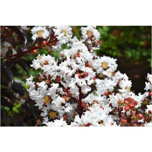 Crape Myrtle (Lunar Magic) First Editions Plant  - 1 Gallon - Seed World