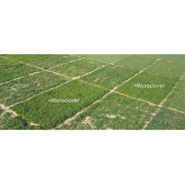 planting micro clover seed Micro Clover Seed Coated & Inoculated– Seed World