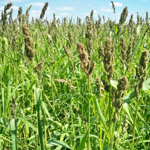 browns plants and seeds Browntop Millet Seeds
