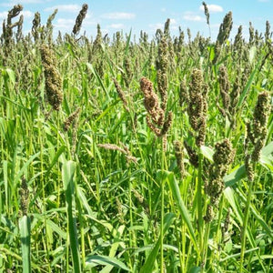 Brown Top Millet Seeds - Seed World