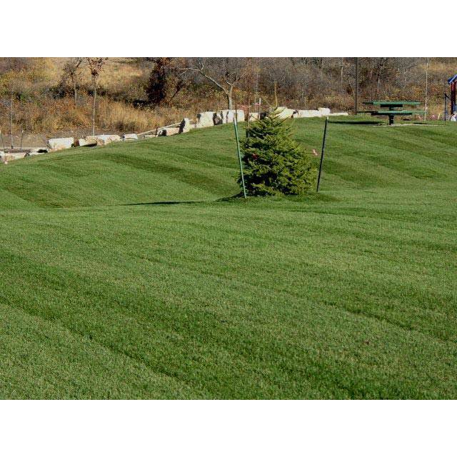 Kentucky bluegrass seeds discount