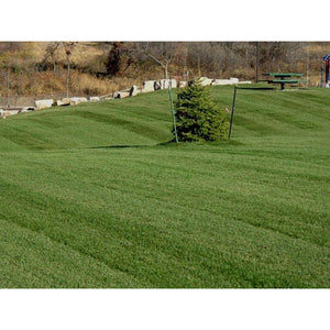 Midnight Kentucky Bluegrass Seed - 1 Lb. - Seed World