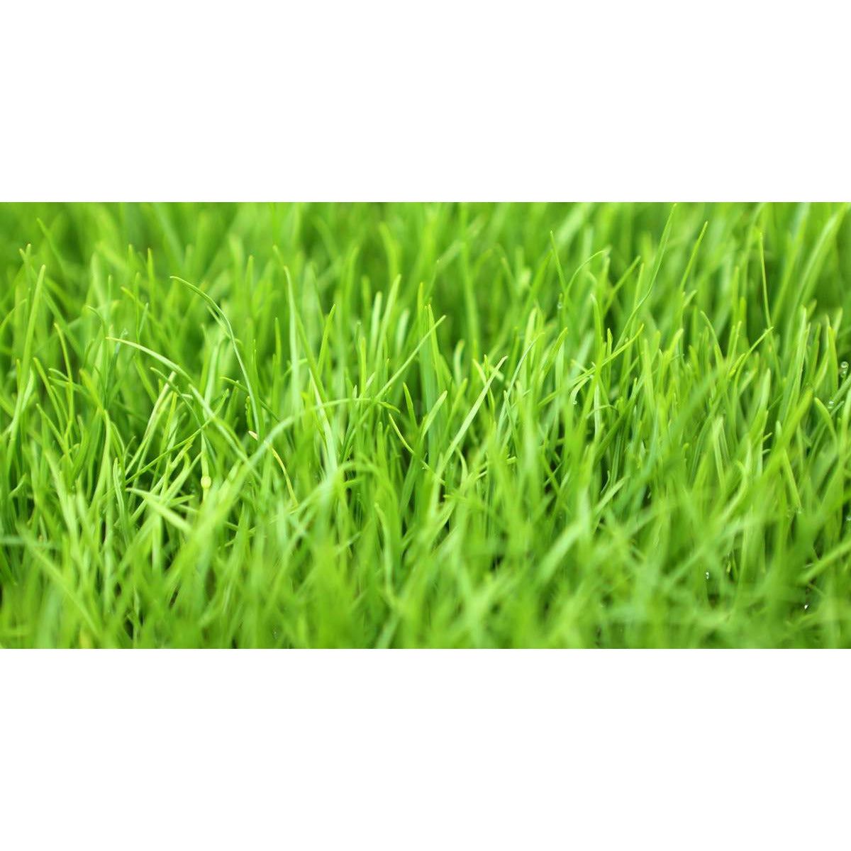 lowes grass seed contractors mix Pennington Contractors Grass Seed Mix