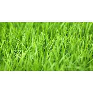 Bulldog Annual Ryegrass Seed - Seed World