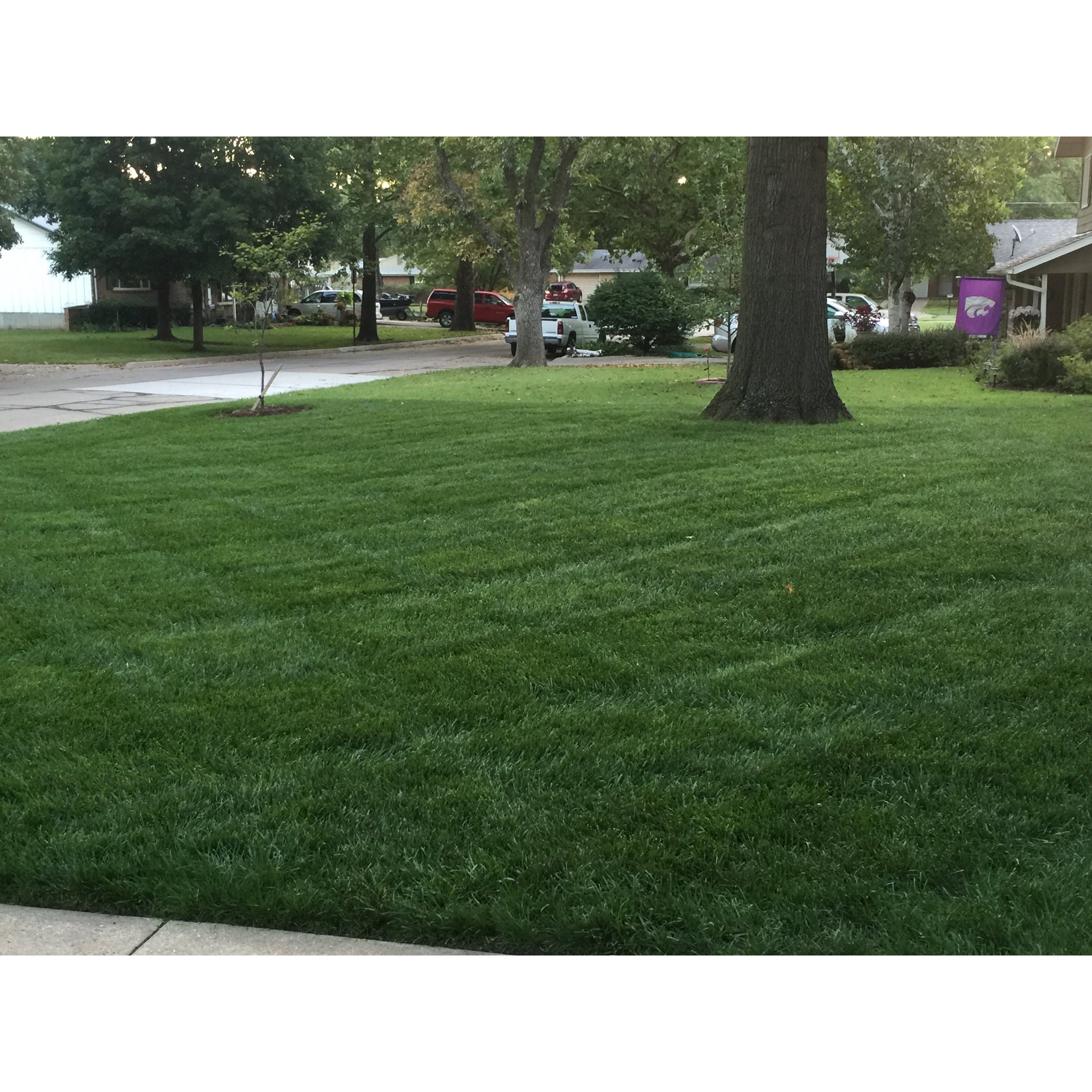 seed mix shade garden Lesco Shade Mix Grass Seed