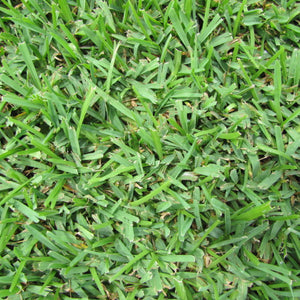 Palmetto St Augustine Grass Plugs - 2 Trays - Seed World
