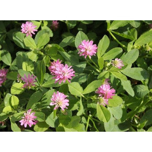 Mihi Persian Clover Seeds - Seed World