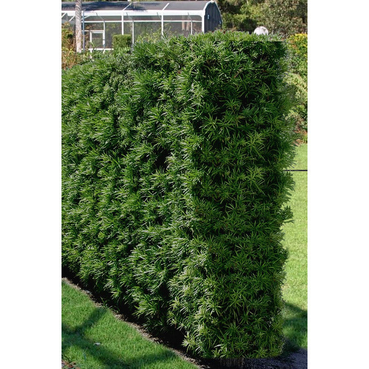 Plum Pine Podocarpus Plant - 2 Gallon - Seed World