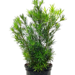 Plum Pine Podocarpus Plant - 2 Gallon - Seed World