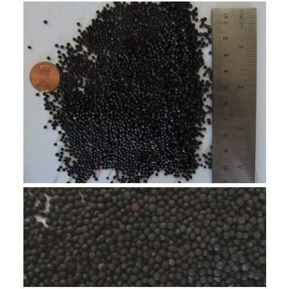 Trophy Rape Food Plot Seed | Seed World