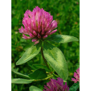 Gallant Red Clover Seed - 1 Lb. - Seed World