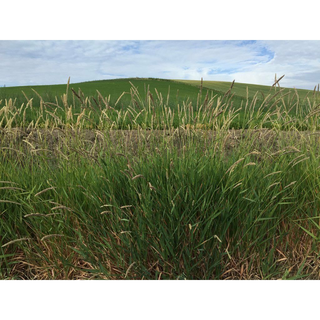 canary seed plant pictures Reed Canary Grass Seed (Raw)
