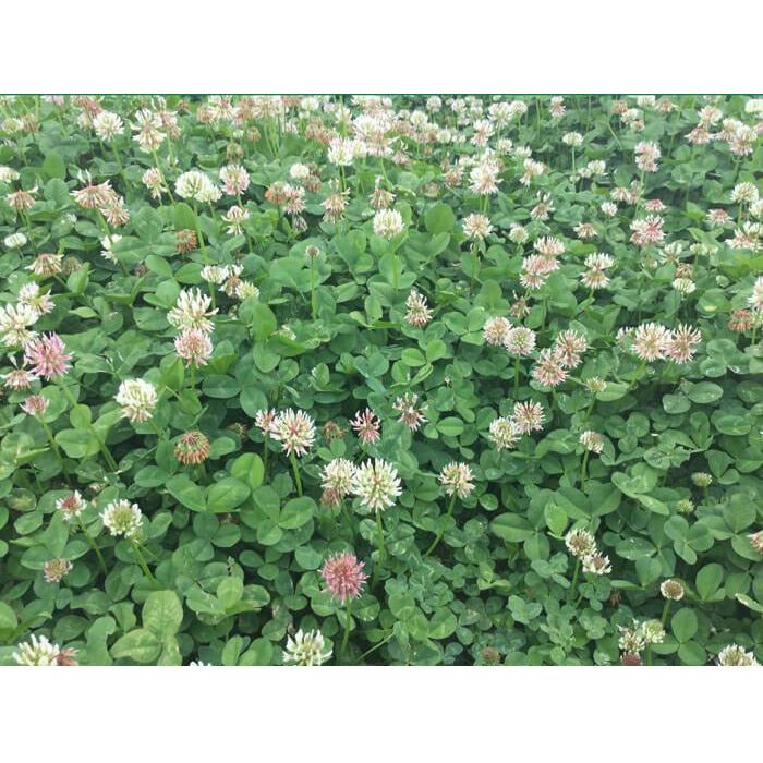 planting white clover seed Crop Failure 2026) Renovation White Clover Seed– Seed World