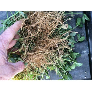 Renovation White Clover Seed - 1 Lb. - Seed World