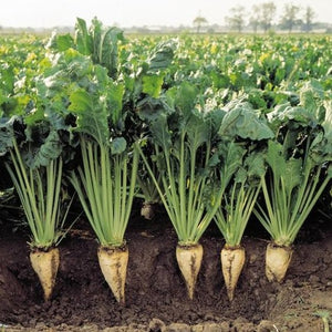 Sugar Beet Seed - Seed World