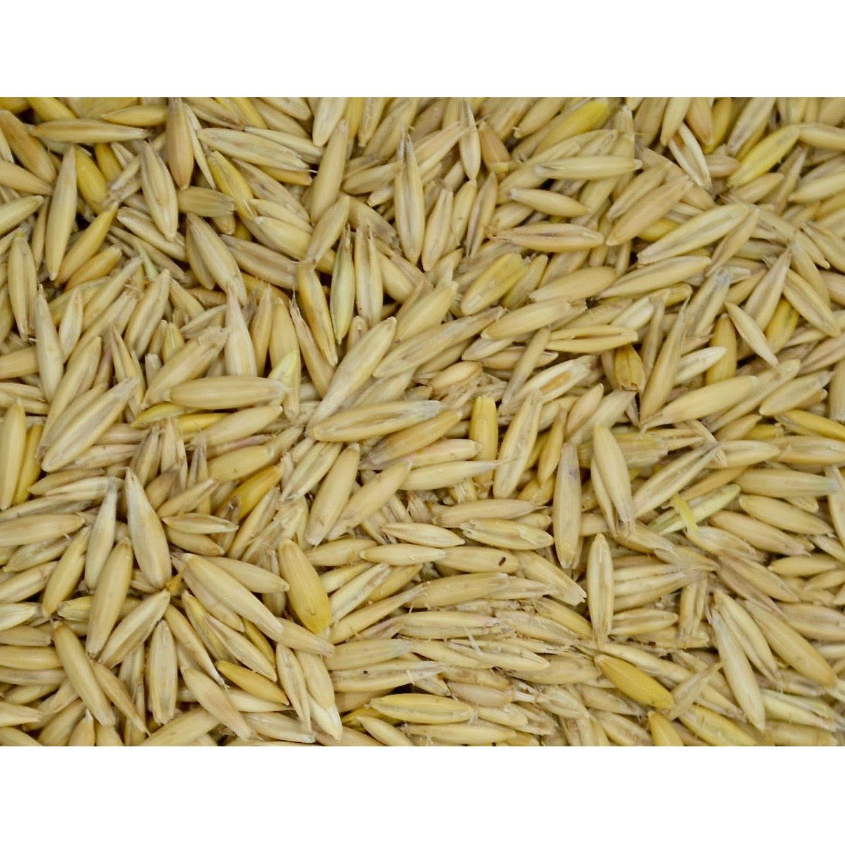 oat seeds for planting near me Bob Oats Seed For Livestock Grazing– Seed World